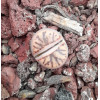 Red Coral - Seed